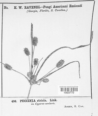 Puccinia striola image